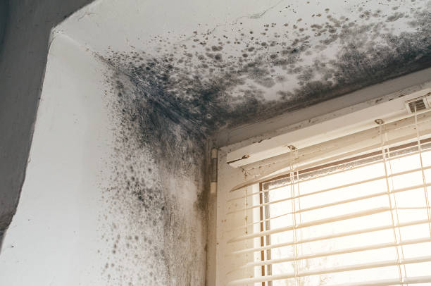 Affordable Black Mold Remediation solutions in Poulsbo, WA