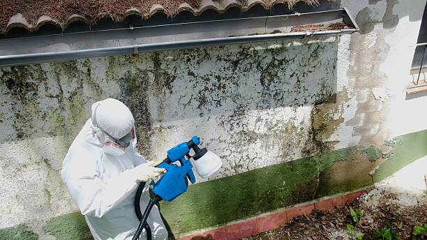 Top rated local Black Mold Remediation specialists in Poulsbo, WA